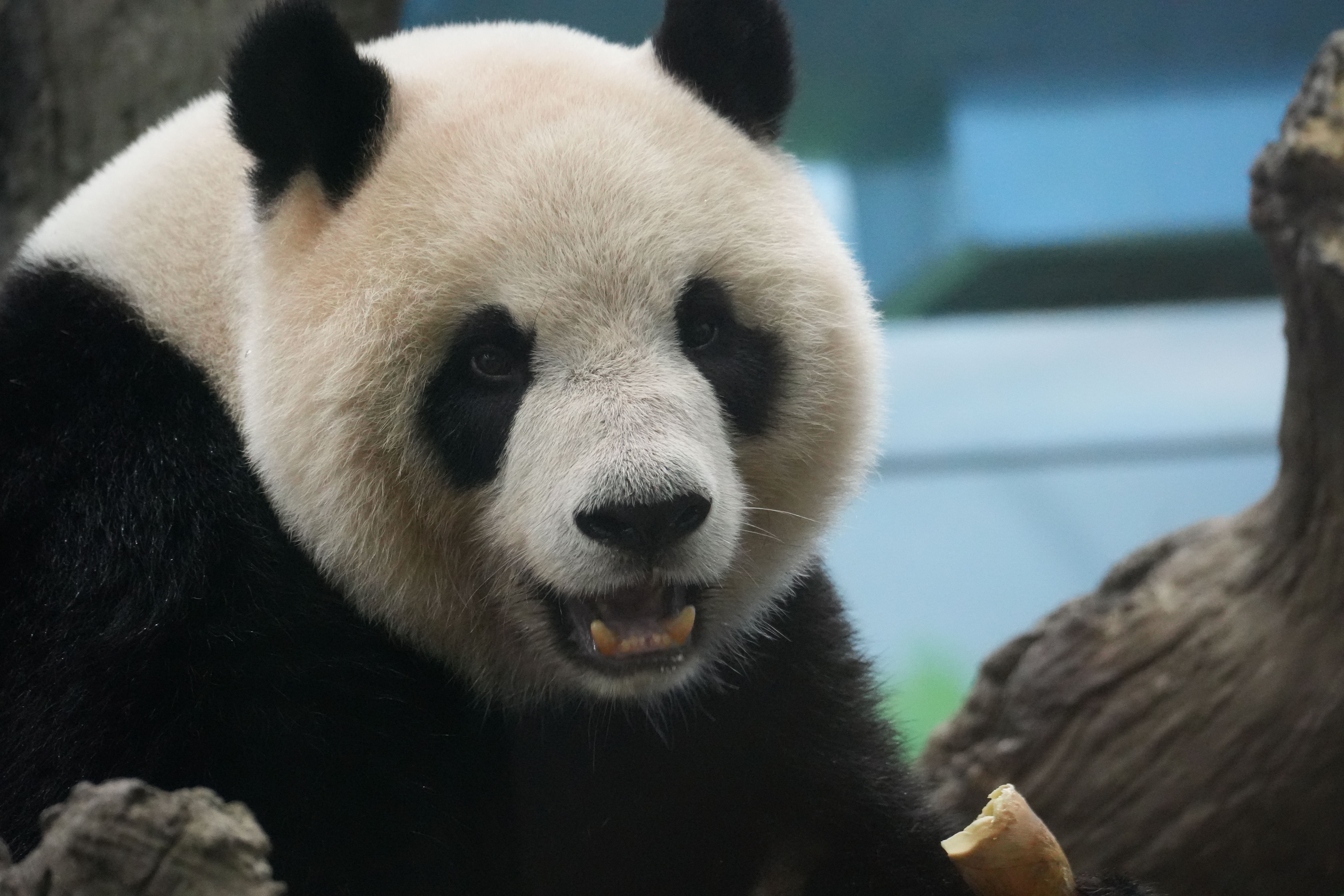 Brasil ignora pressões e emite títulos na China
