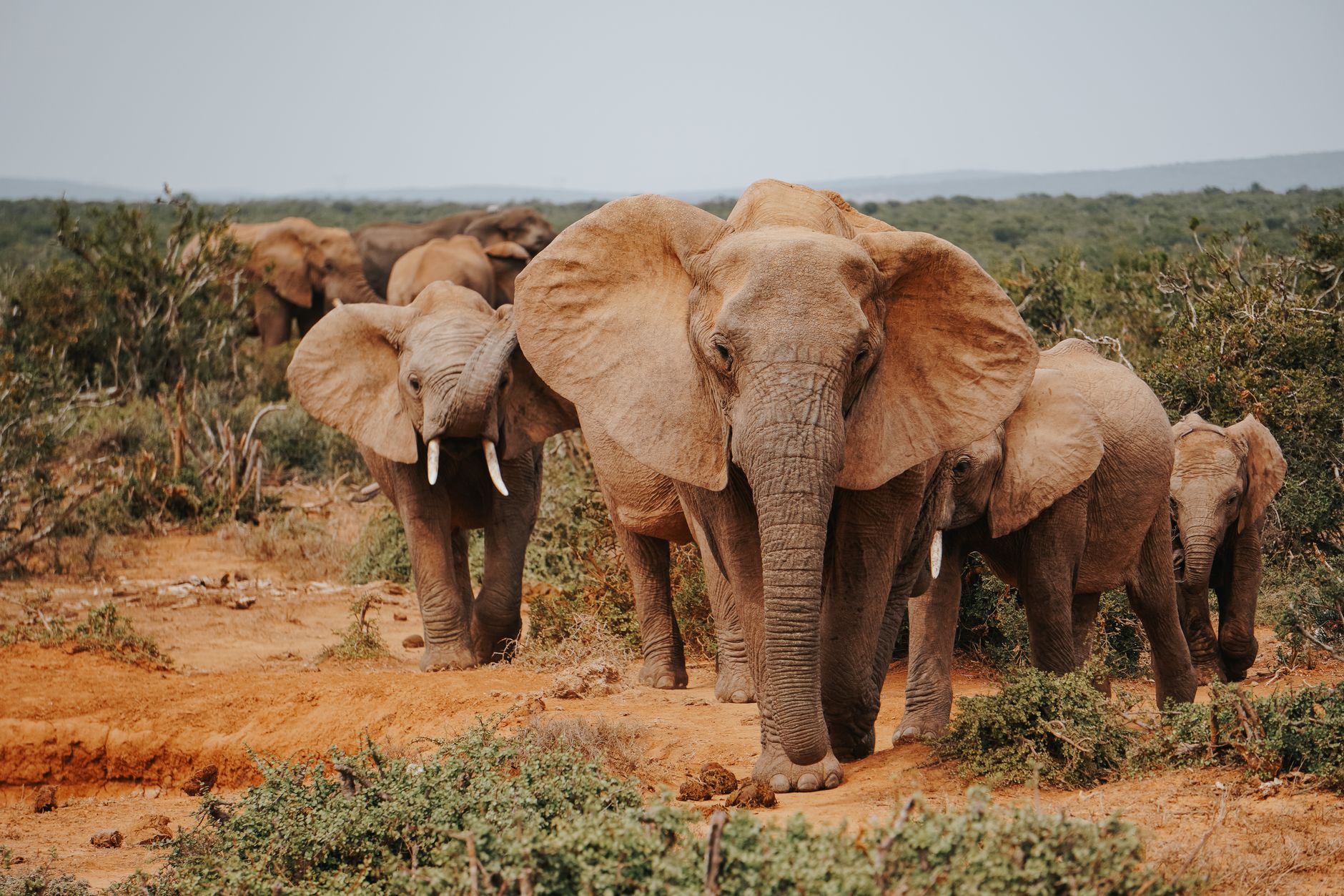 Safari Incentive Trips: The Ultimate President's Club Reward