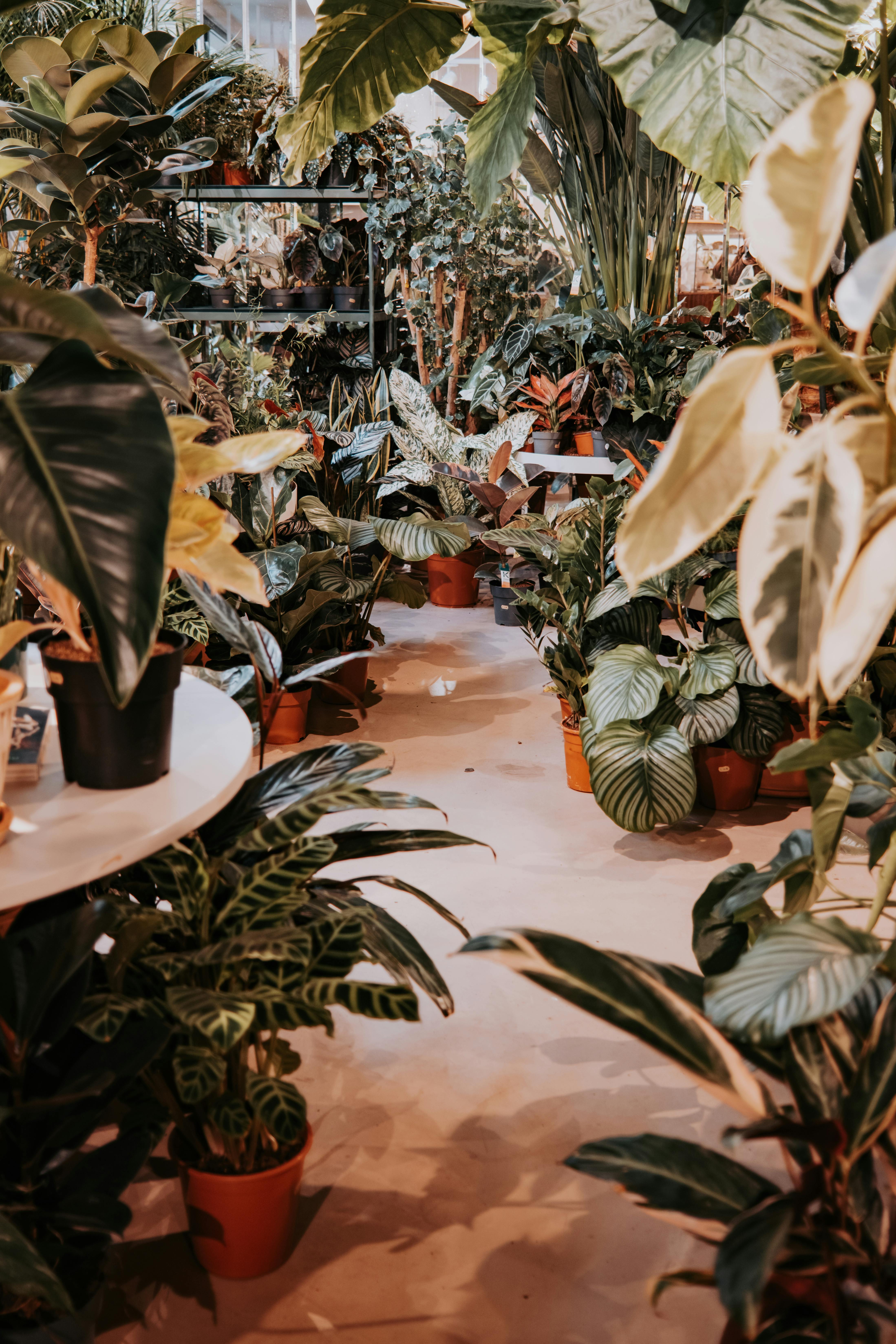 Gratuit Explorează o pepinieră interioară înfloritoare, plină de plante diverse în ghiveci și frunziș verde vibrant. Fotografie de stoc