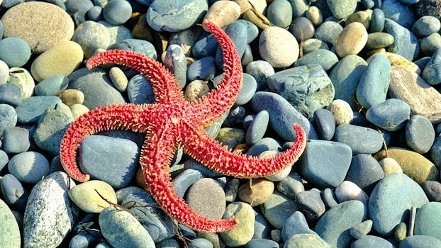 Una stella marina rossa dai colori vivaci riposa su una spiaggia di ciottoli colorati, mettendo in mostra la bellezza naturale.