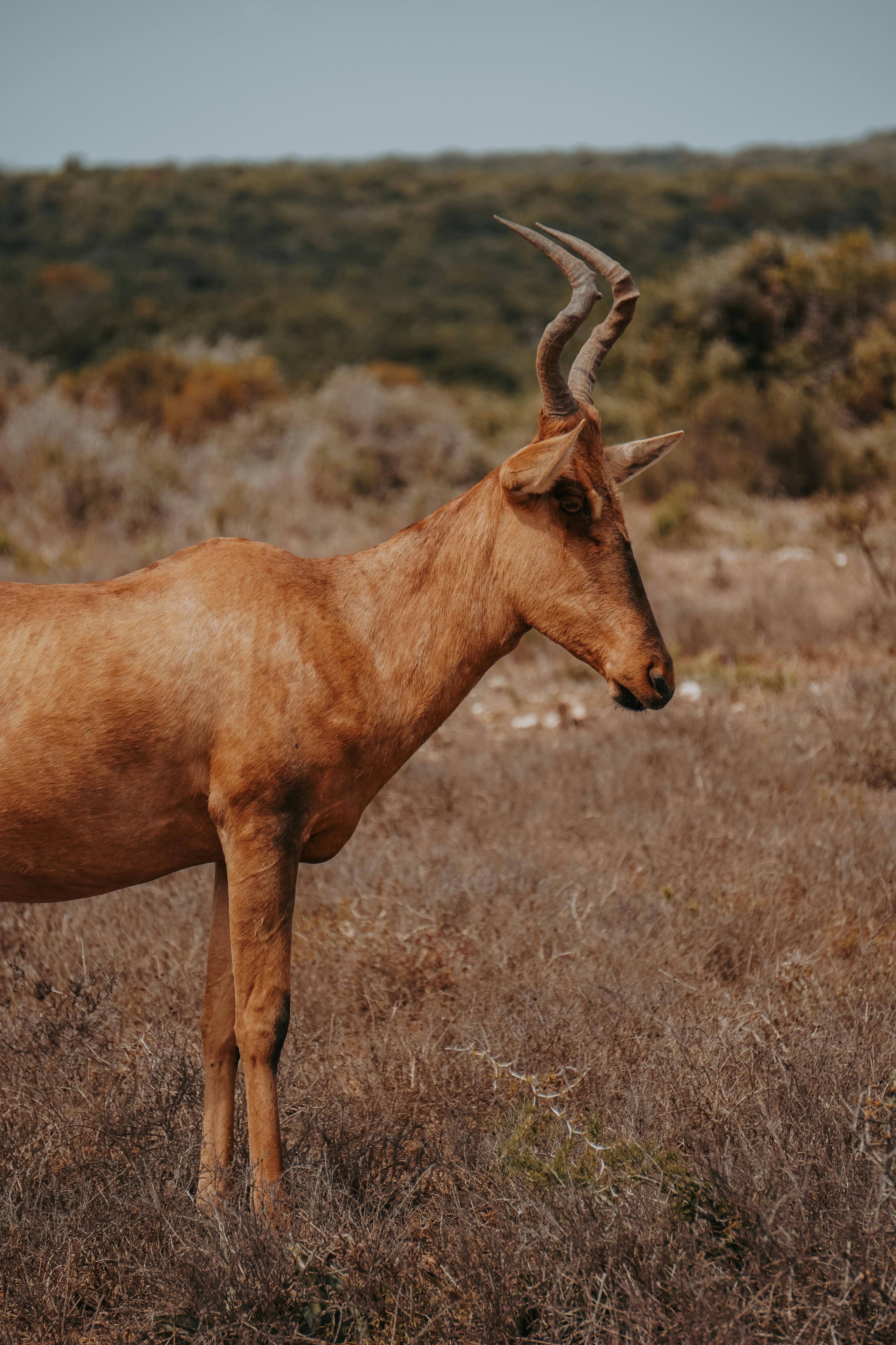 Gratuit Un bubale roux se tenant dans son habitat naturel, exhibant ses cornes incurvées caractéristiques. Photos