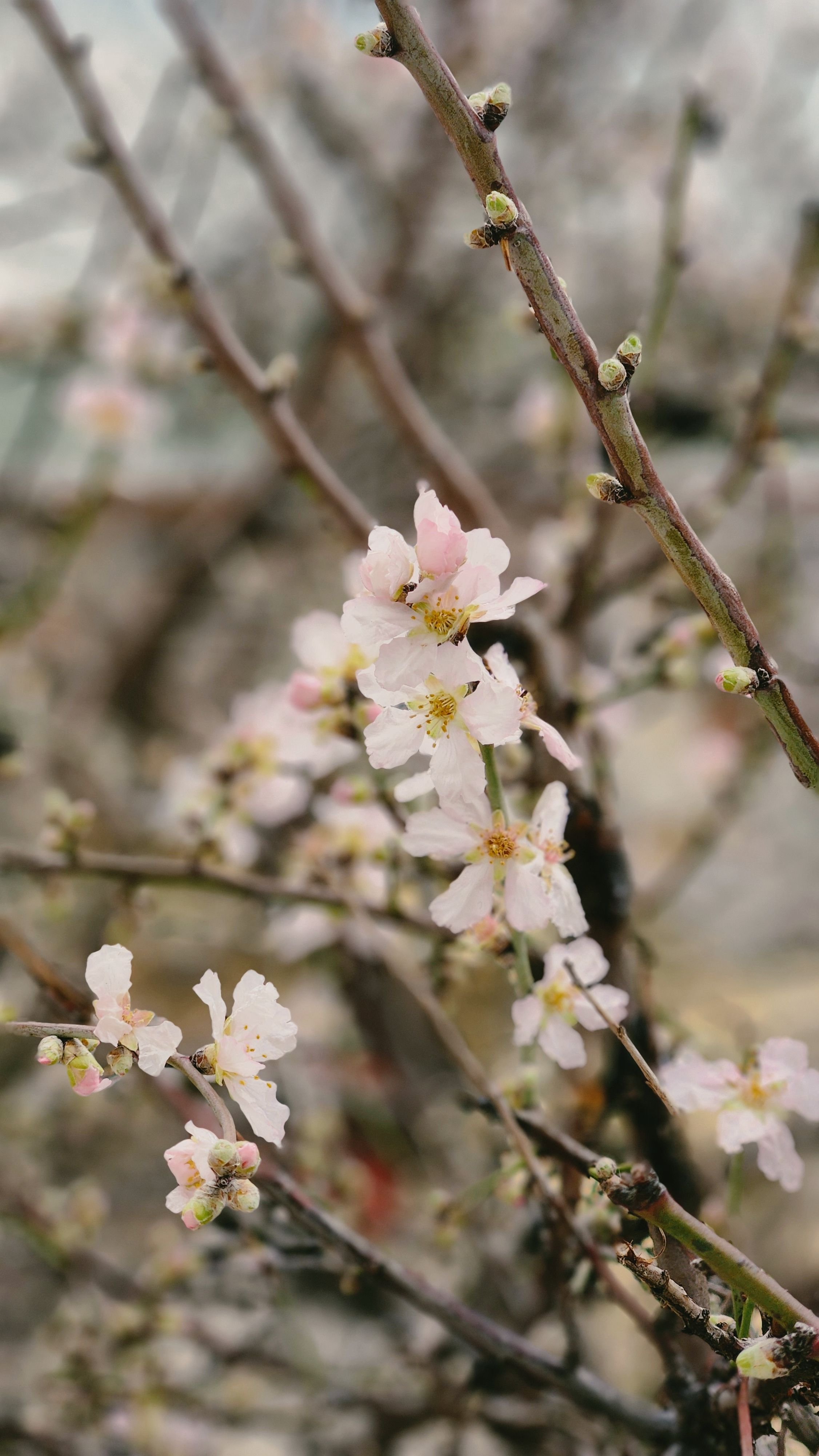Delicate cherry blossoms bloom on branches during springtime.
