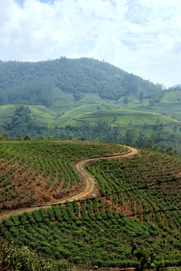 Coimbatore to Munnar package