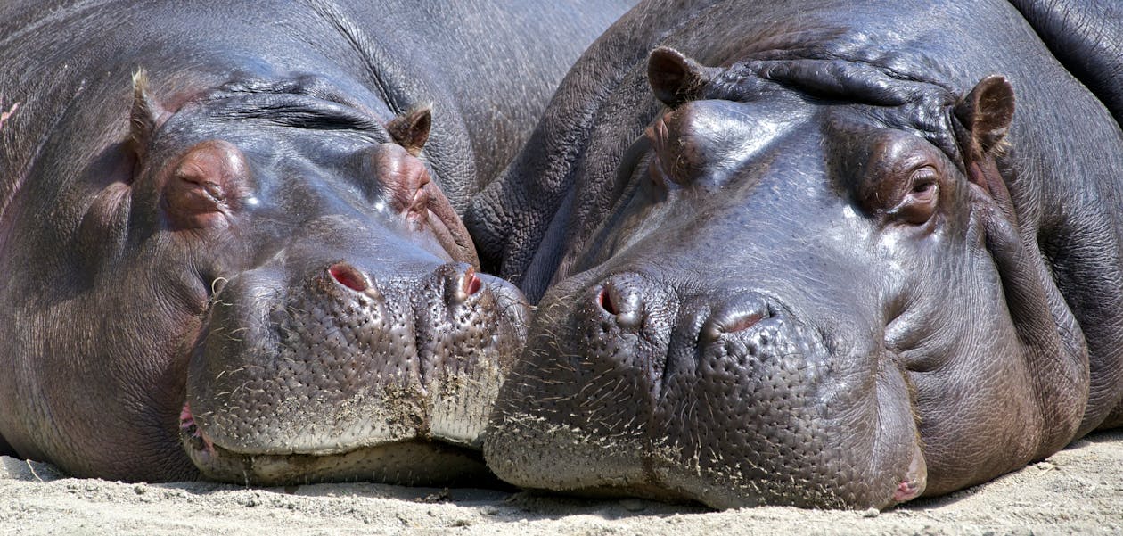 Black Hippopotamus Laying on Ground during Daytime