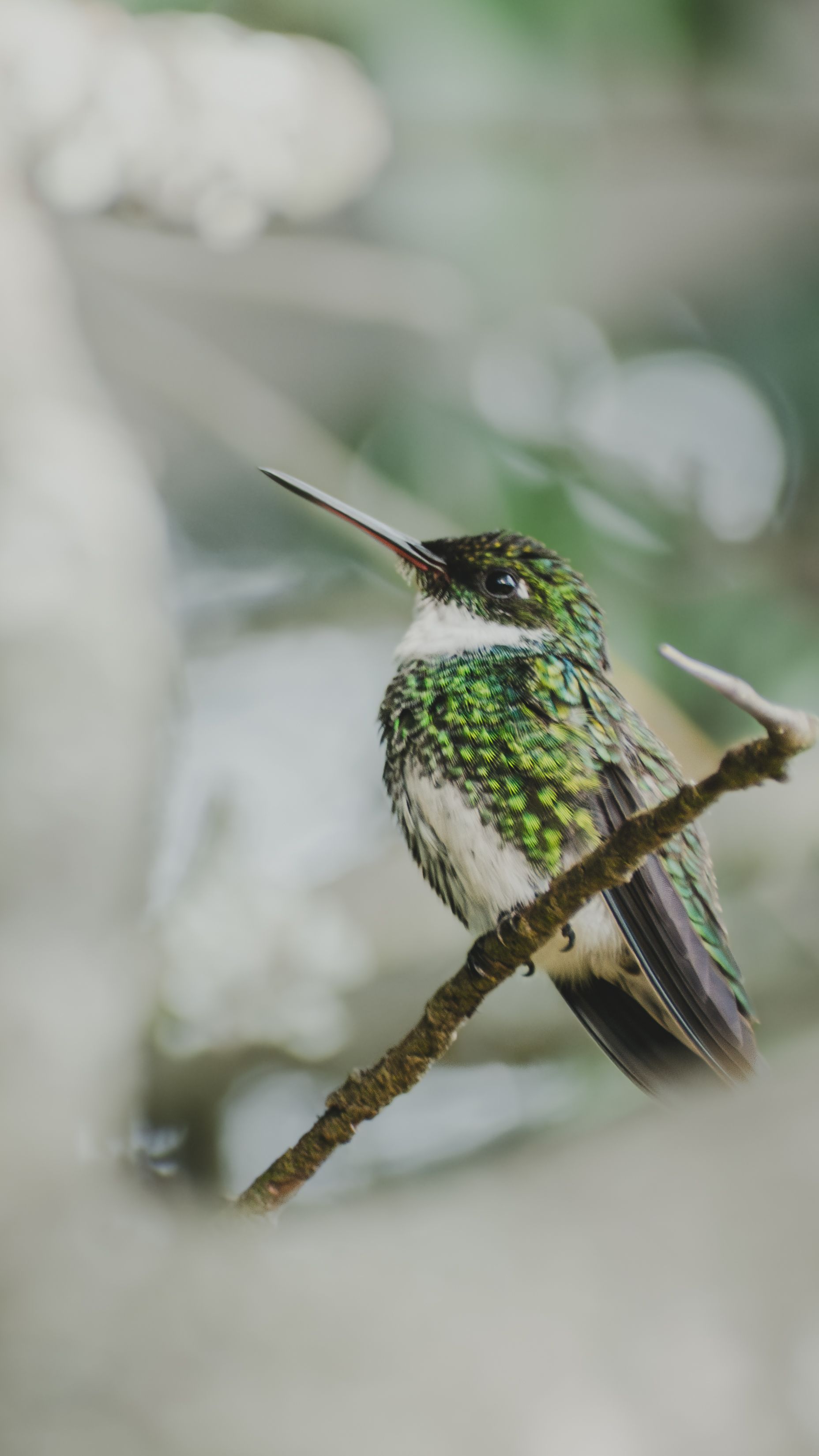 Close-up of a hummingbird perched on a branch, showcasing vibrant green feathers in Mar del Plata, Argentina.