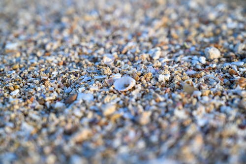 Free stock photo of beach, macro, shells