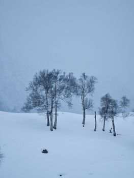 Serene winter scene of snow-covered land with bare trees in a calm, misty atmosphere.