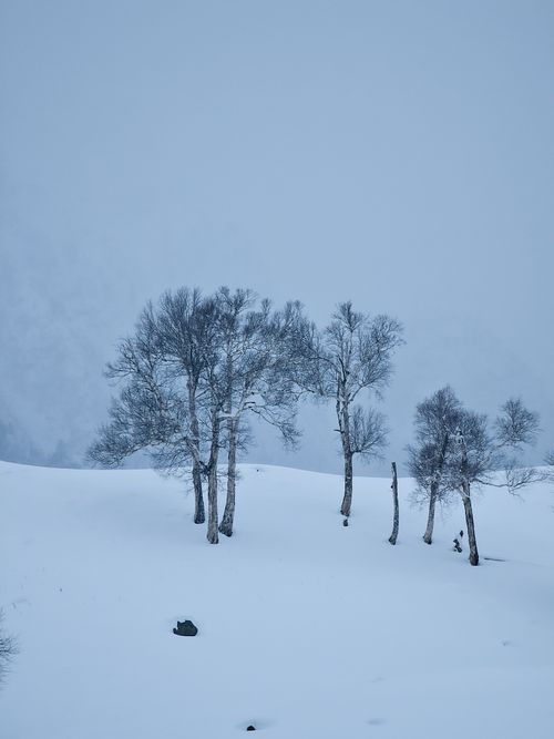 Free Serene winter scene of snow-covered land with bare trees in a calm, misty atmosphere. Stock Photo