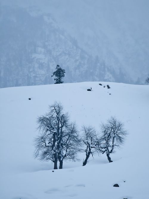 Free Minimalist winter scene of snow-covered trees on a serene hillside. Stock Photo