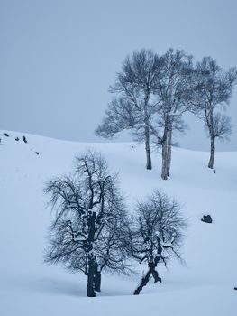 Peaceful winter scene with snow-covered trees against a cold sky.