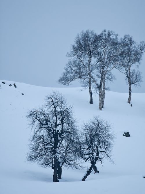 Free Peaceful winter scene with snow-covered trees against a cold sky. Stock Photo