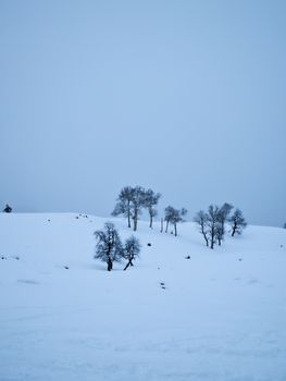 Tranquil snowy field with scattered trees under a soft winter sky, evoking peace.