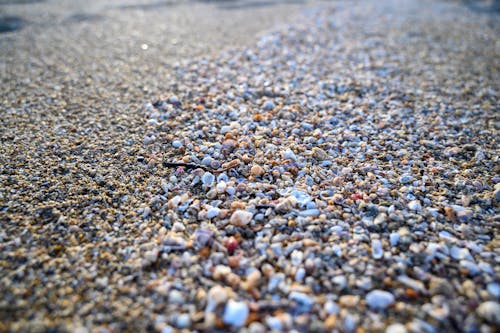 Free stock photo of beach, macro, shells