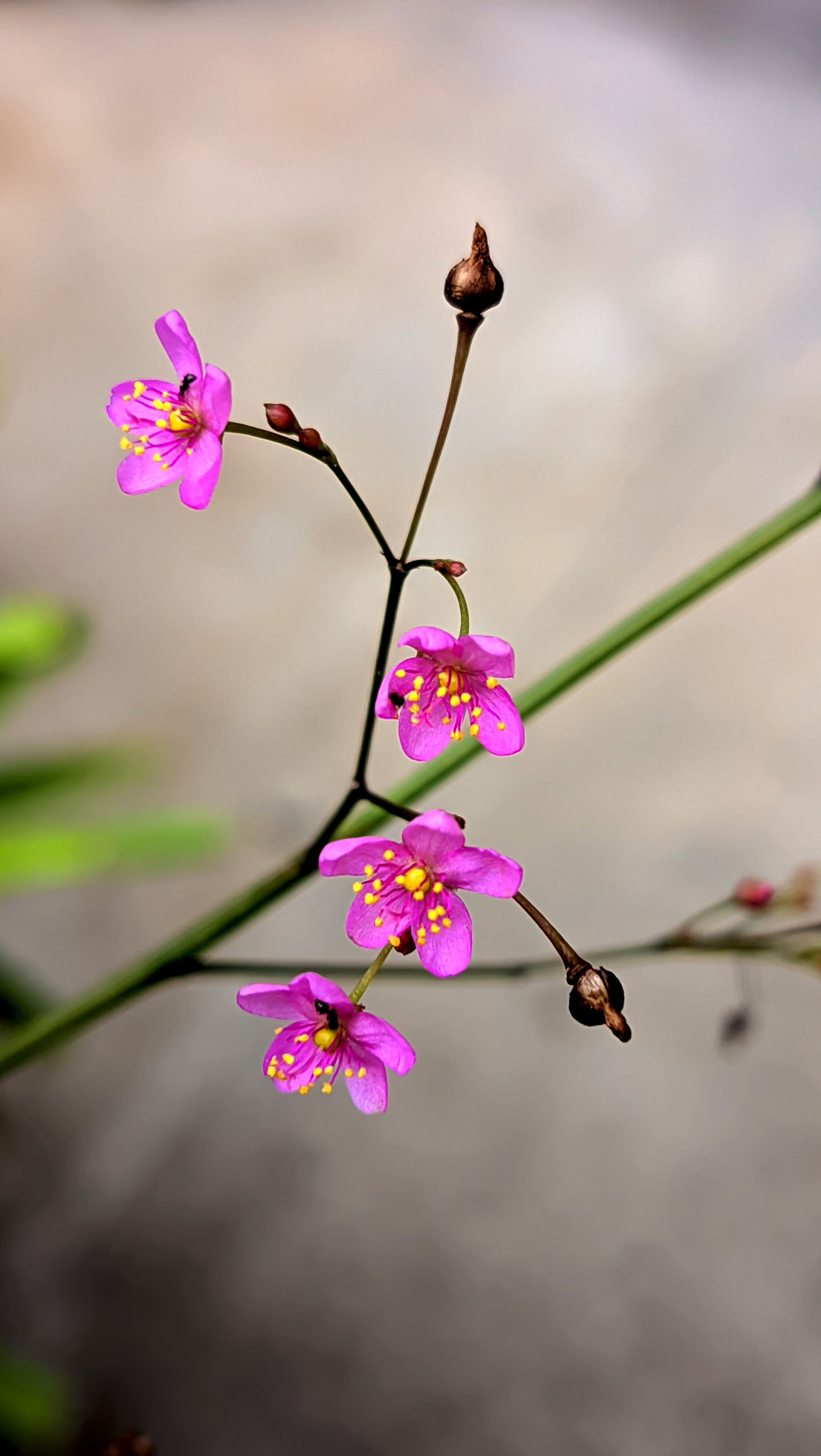 Gratis Nærbilde av vakre rosa markblomster med intrikate detaljer mot en naturlig uskarp bakgrunn. Arkivbilde