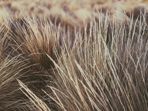 Free Close-up of dry grass in a calm meadow with warm sunset tones. Stock Photo