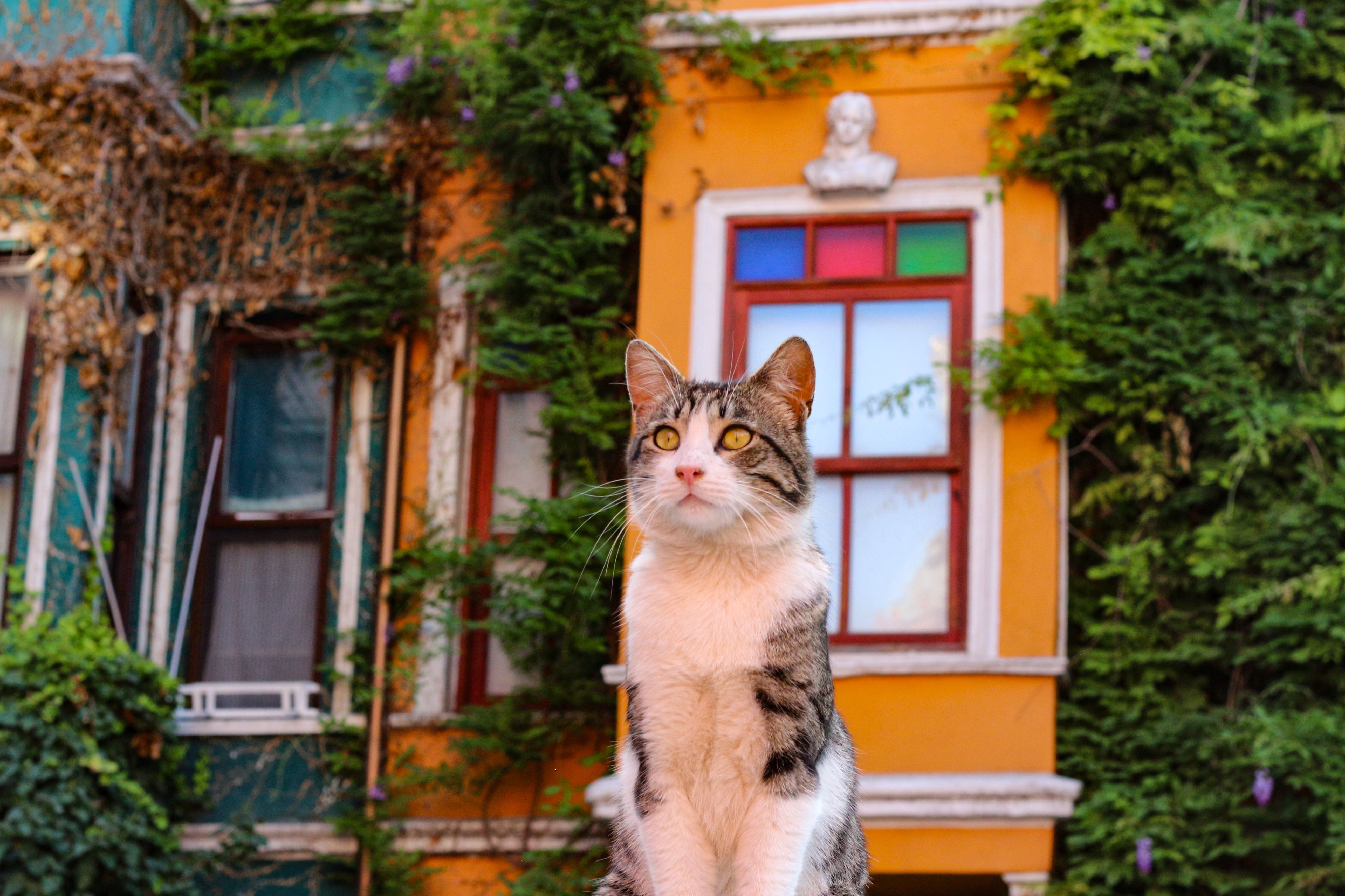Ancient Palaces, a Cat Café, and KPop Demon Hunters—the Perfect Family Travel Itinerary for South Korea — Photo by Ayşe Nur  