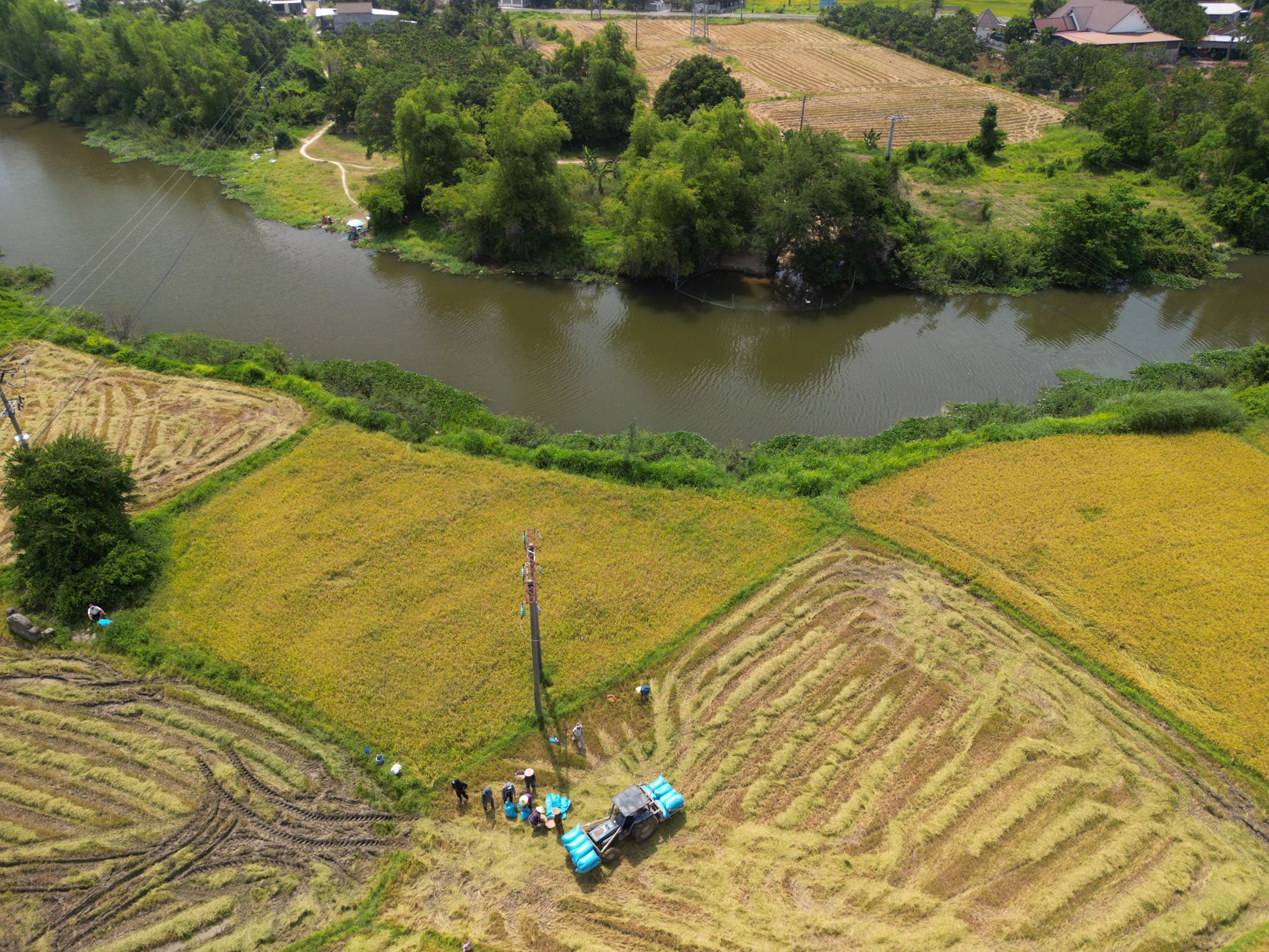 Vista aérea que captura exuberantes campos de arroz junto al río en Vietnam, mostrando el vibrante verdor y la vida rural.