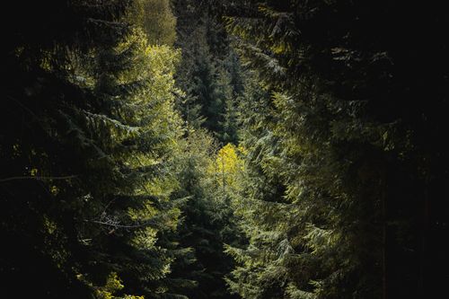 Free Dense, vibrant forest in Police nad Metují, Czechia, rich in lush green foliage. Stock Photo