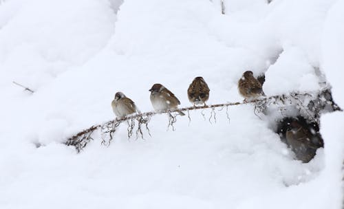 Photos gratuites de animaux, moineau, neige