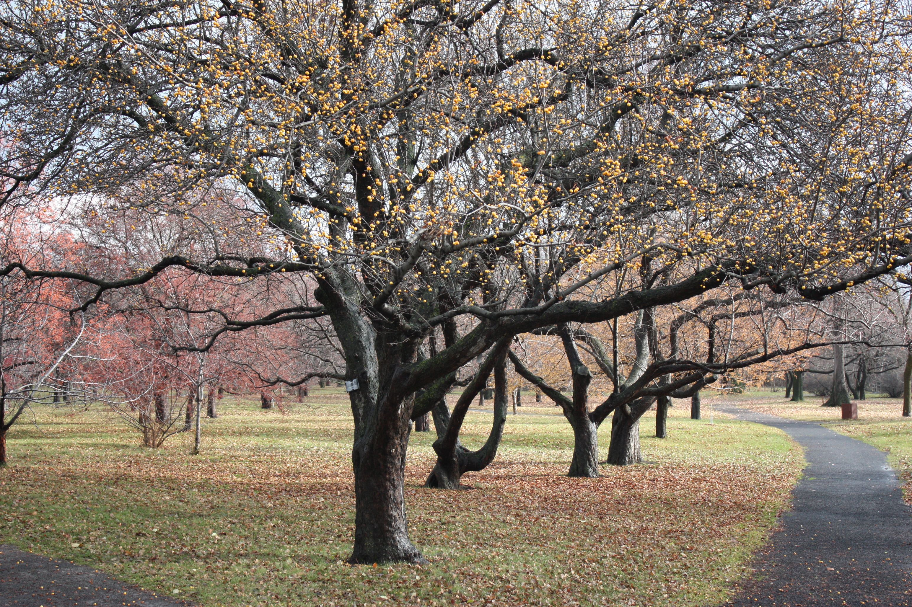 Scenic Autumn Park with Bare Trees and Pathway · Free Stock Photo