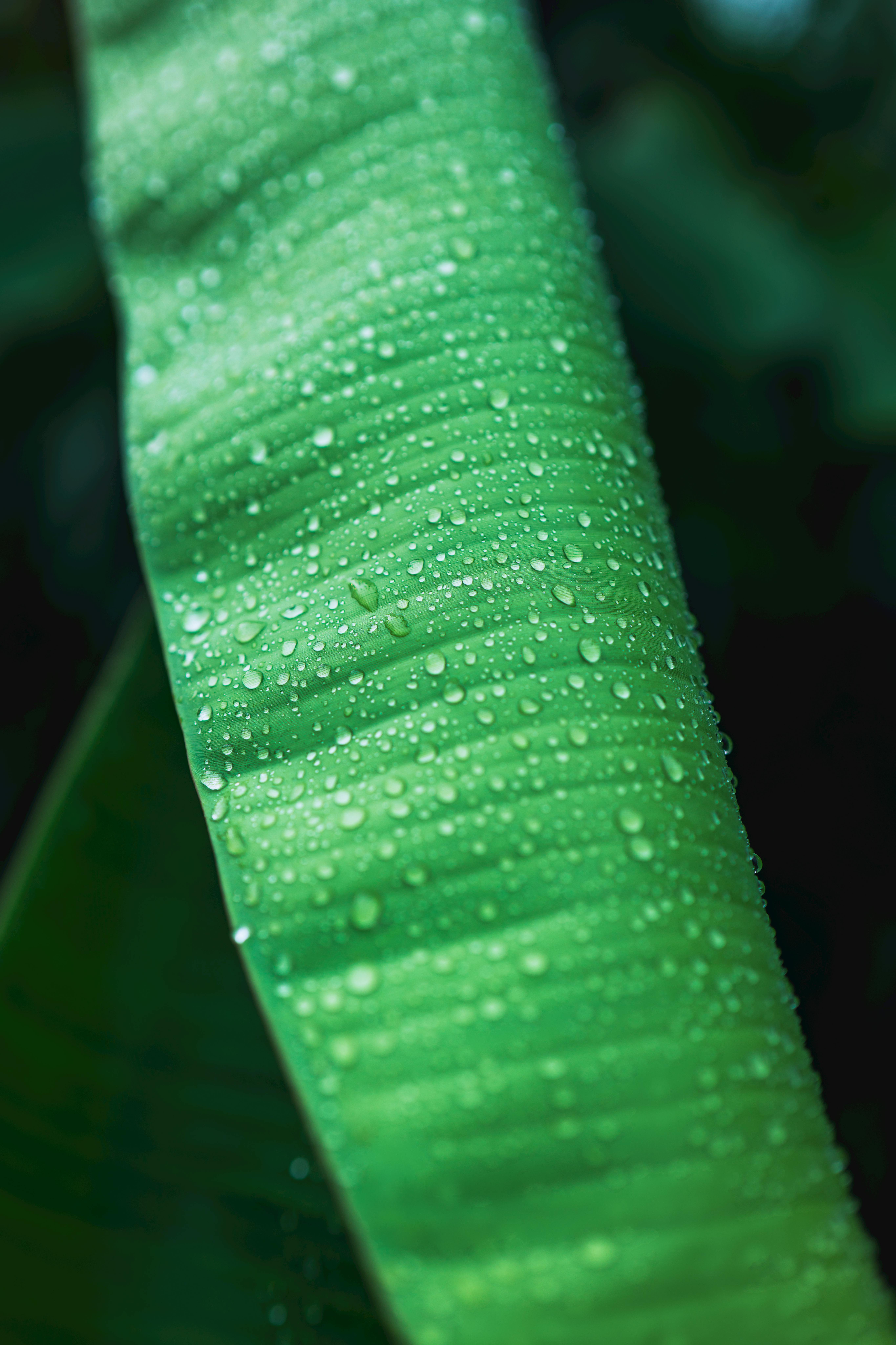 grátis Uma imagem detalhada de gotas de água em uma folha verdejante, mostrando a beleza da natureza. Foto profissional