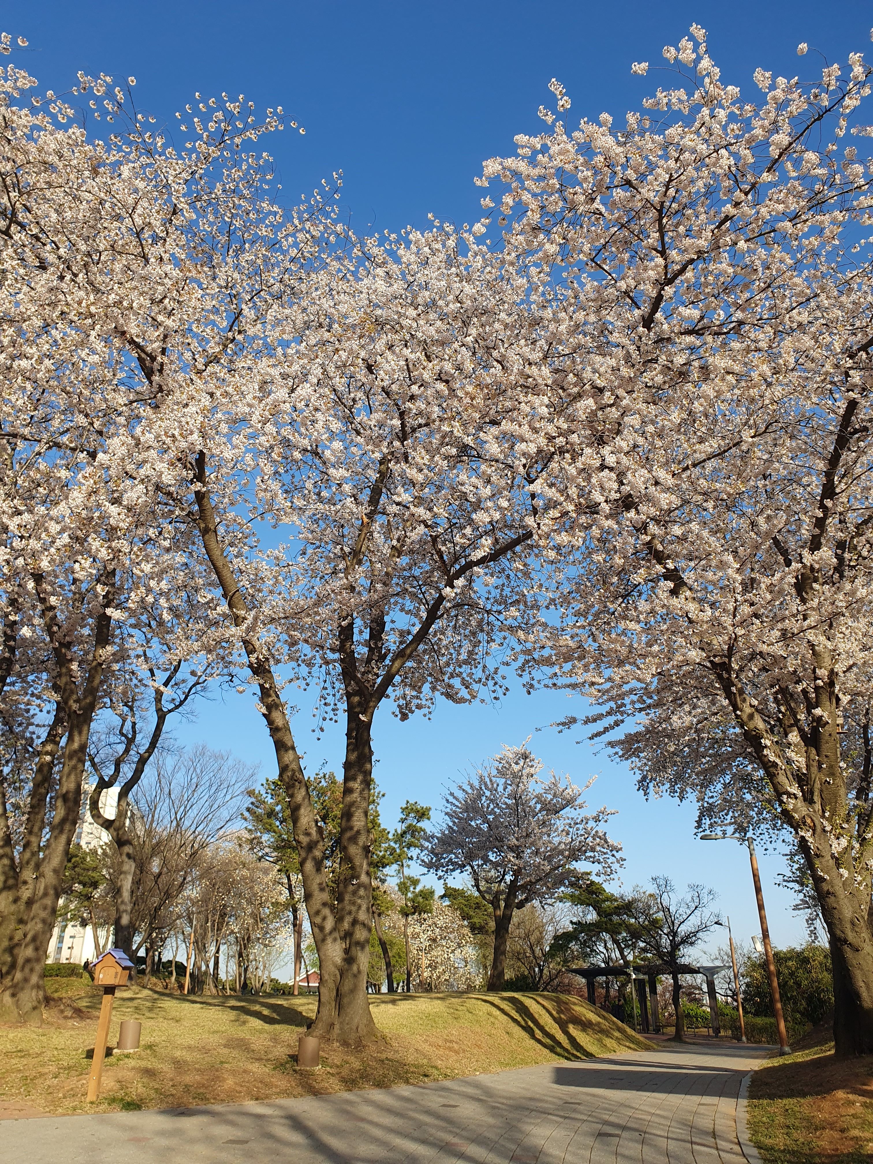 musim semi korea selatan dengan taman bunga yang cocok untuk itinerary keluarga