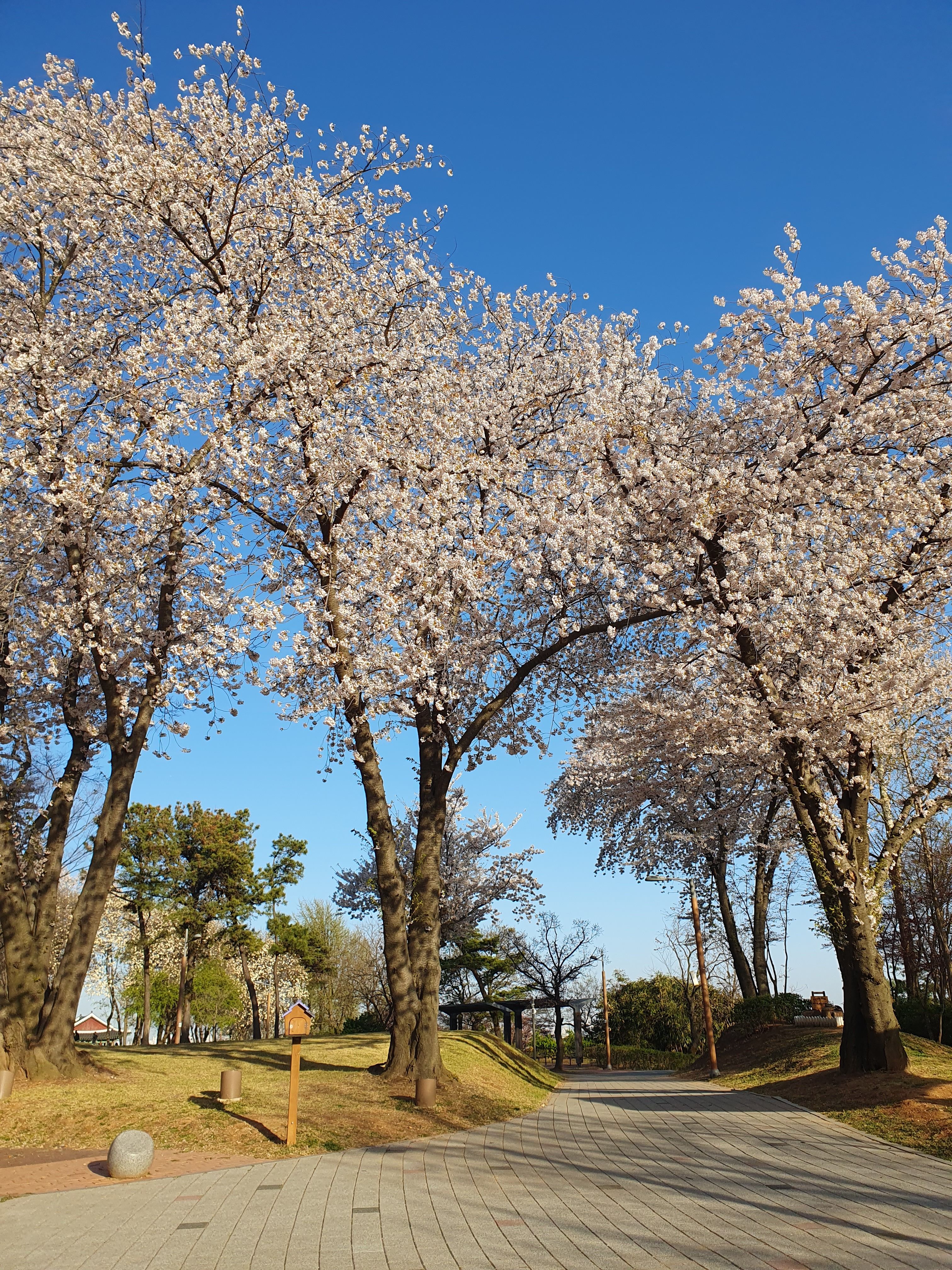 청라호수공원 산책로와 봄 풍경