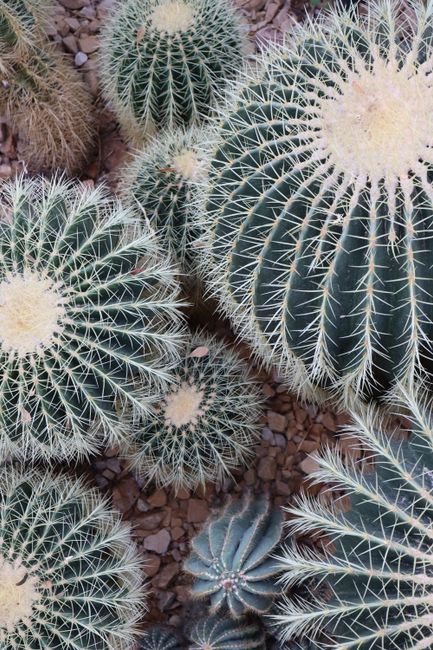 Top view of golden barrel cacti in a desert landscape showcasing unique patterns.
