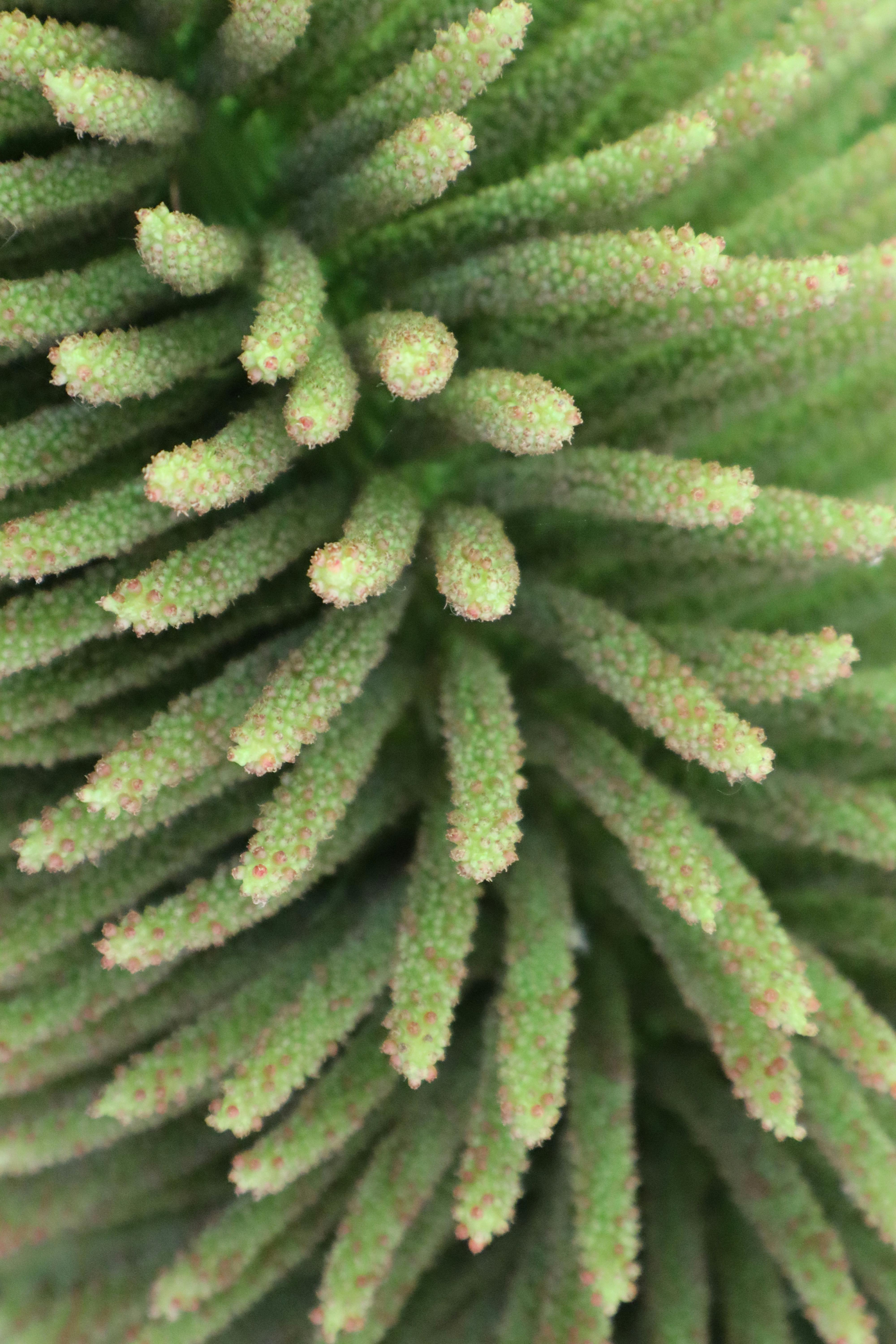 De franc Imatge macro detallada d'una superfície vegetal verda vibrant que mostra textures complexes. Foto d'estoc