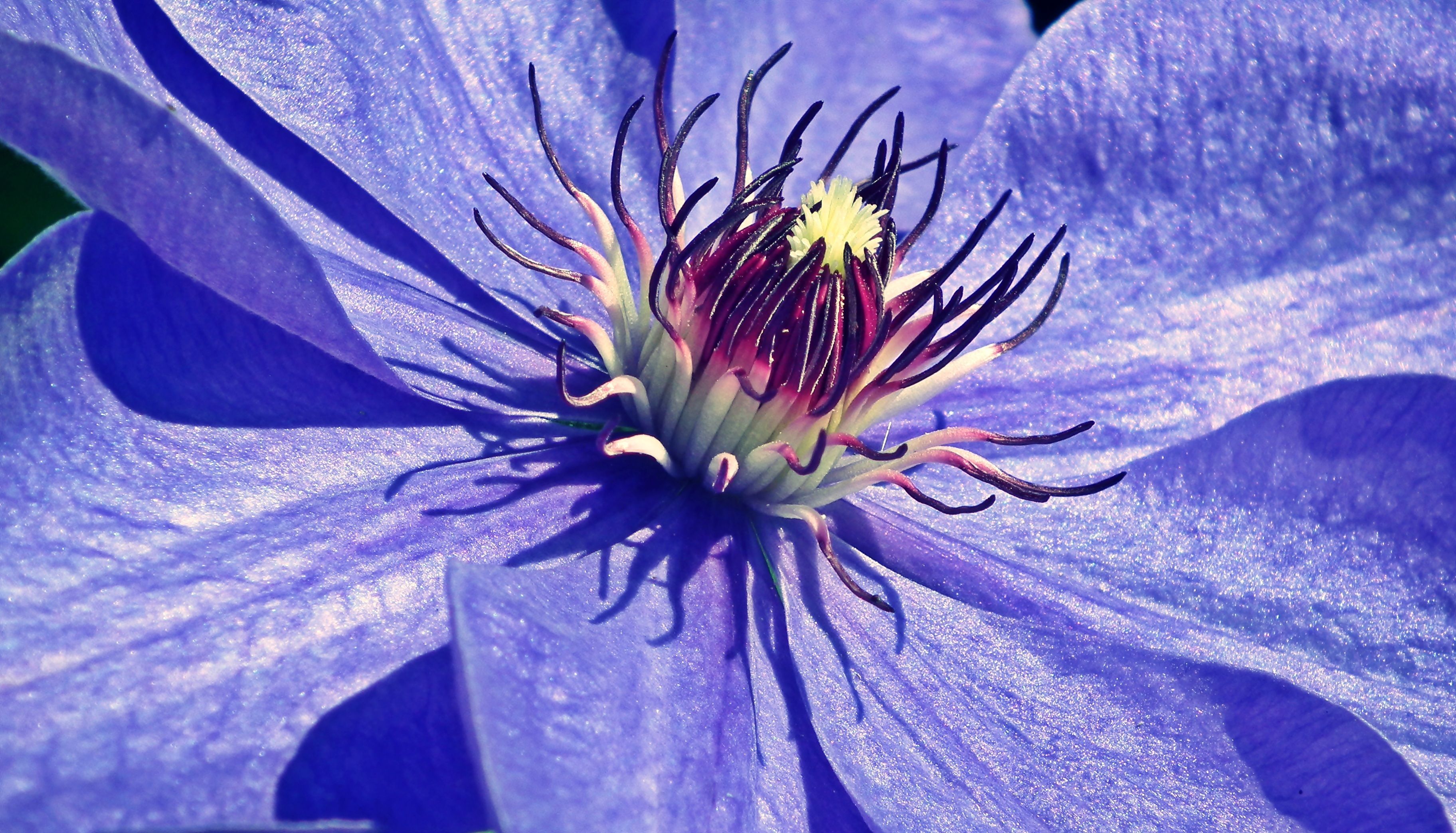Vibrant purple clematis flower showcasing intricate details and vivid colors.