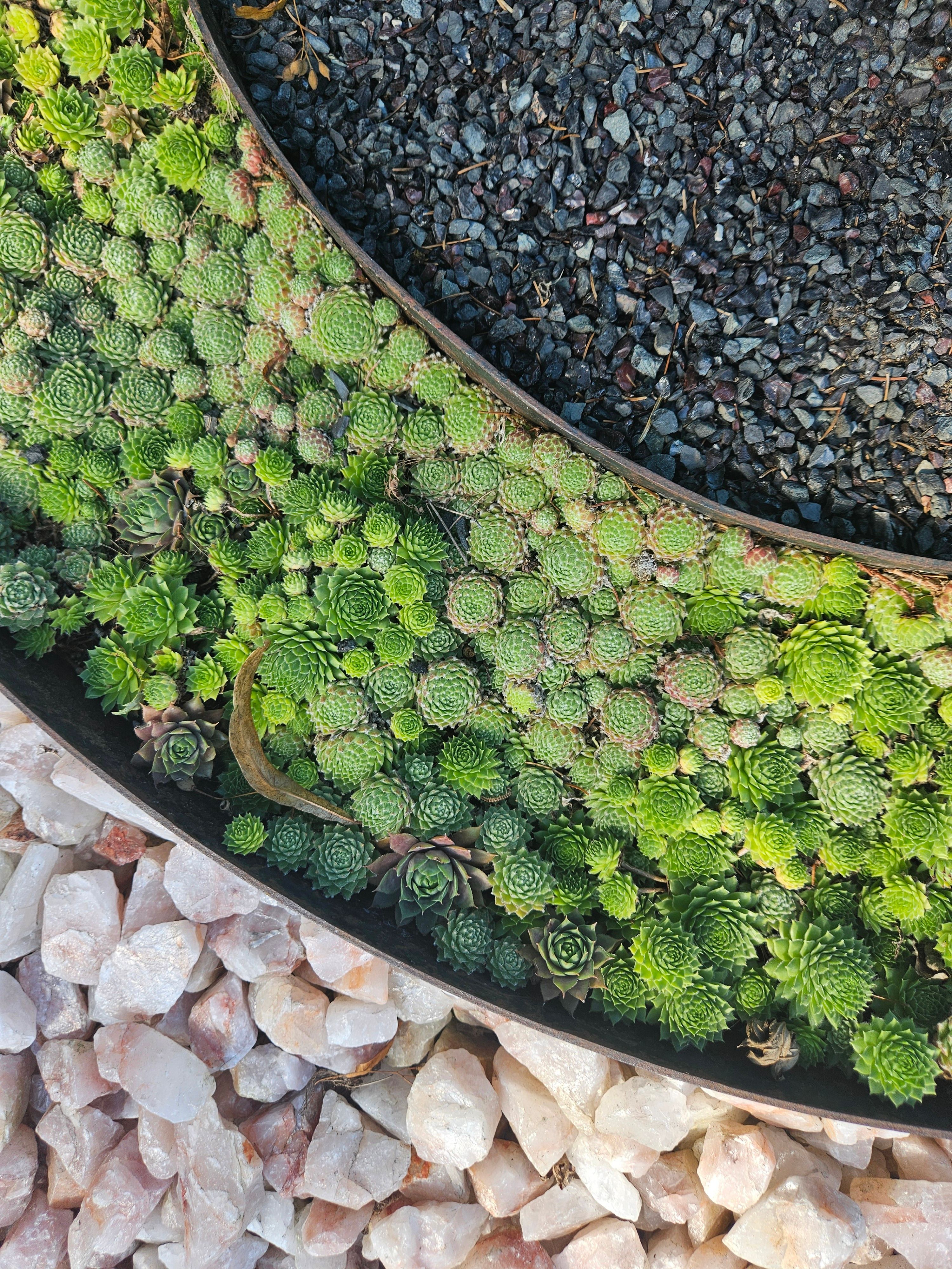 Low water succulents planted in a raised gravel border edging a small patio seating area
