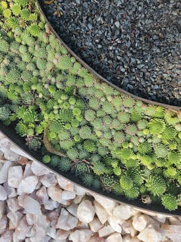 Aerial view of a diverse succulent garden bordered by gravel and stones.