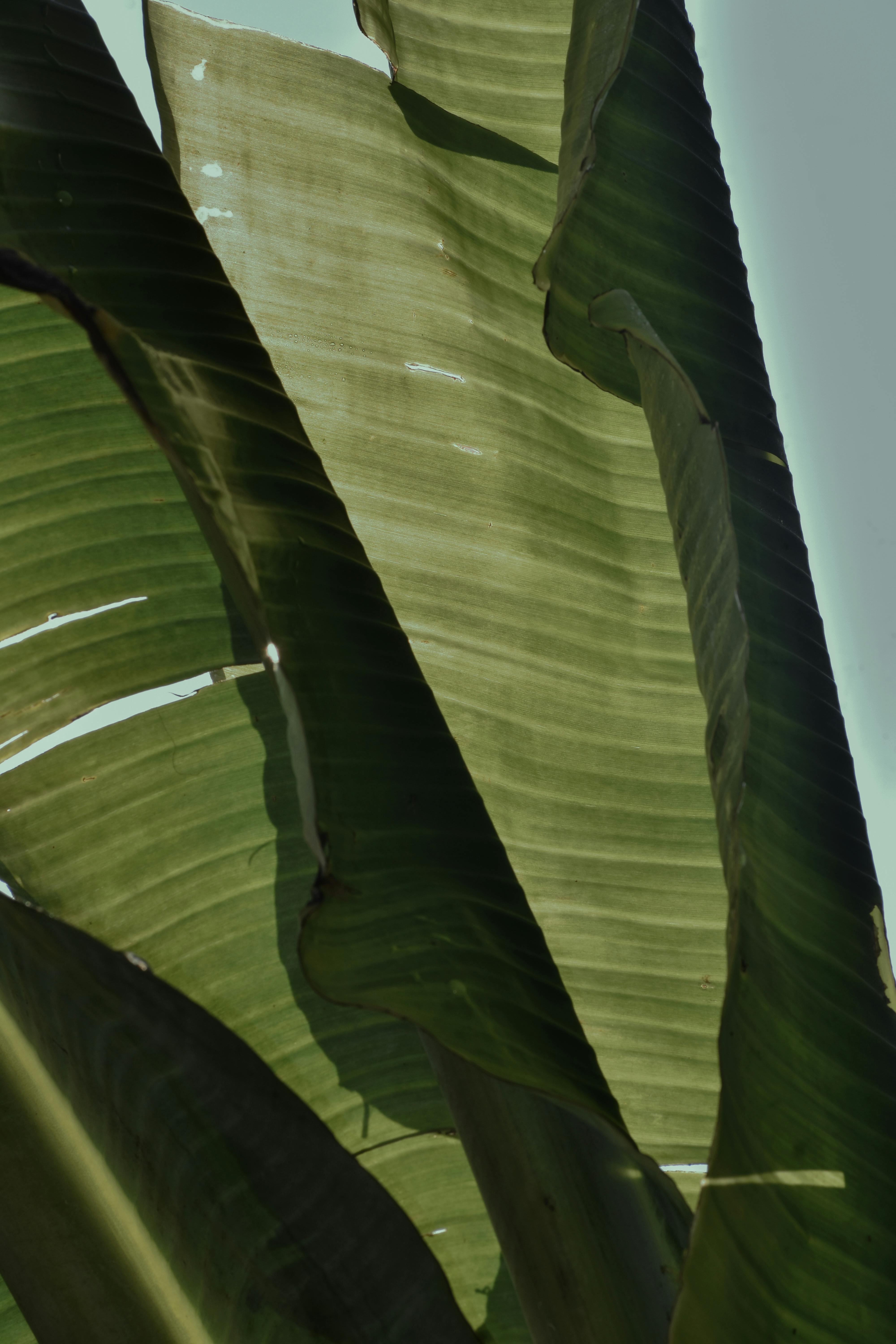 Gratis Kunstnerisk billede af bananblade med sollys, der skaber skygger og fremhæver tekstur. Lagerfoto