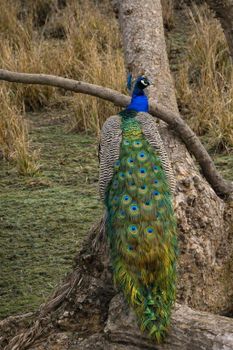 peacock photo