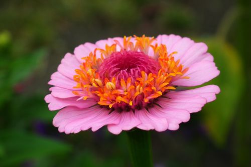 Free Close-up of a pink zinnia flower with vibrant orange and yellow petals. Stock Photo