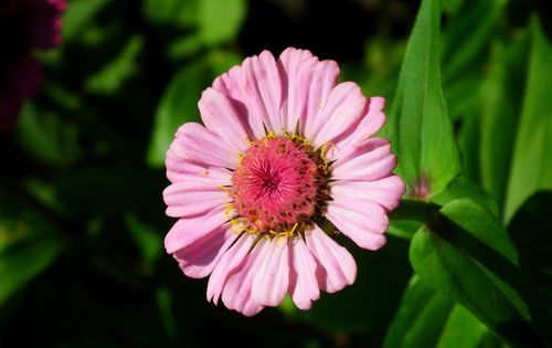 Free Close-up of a vibrant pink zinnia flower against a lush green background. Stock Photo