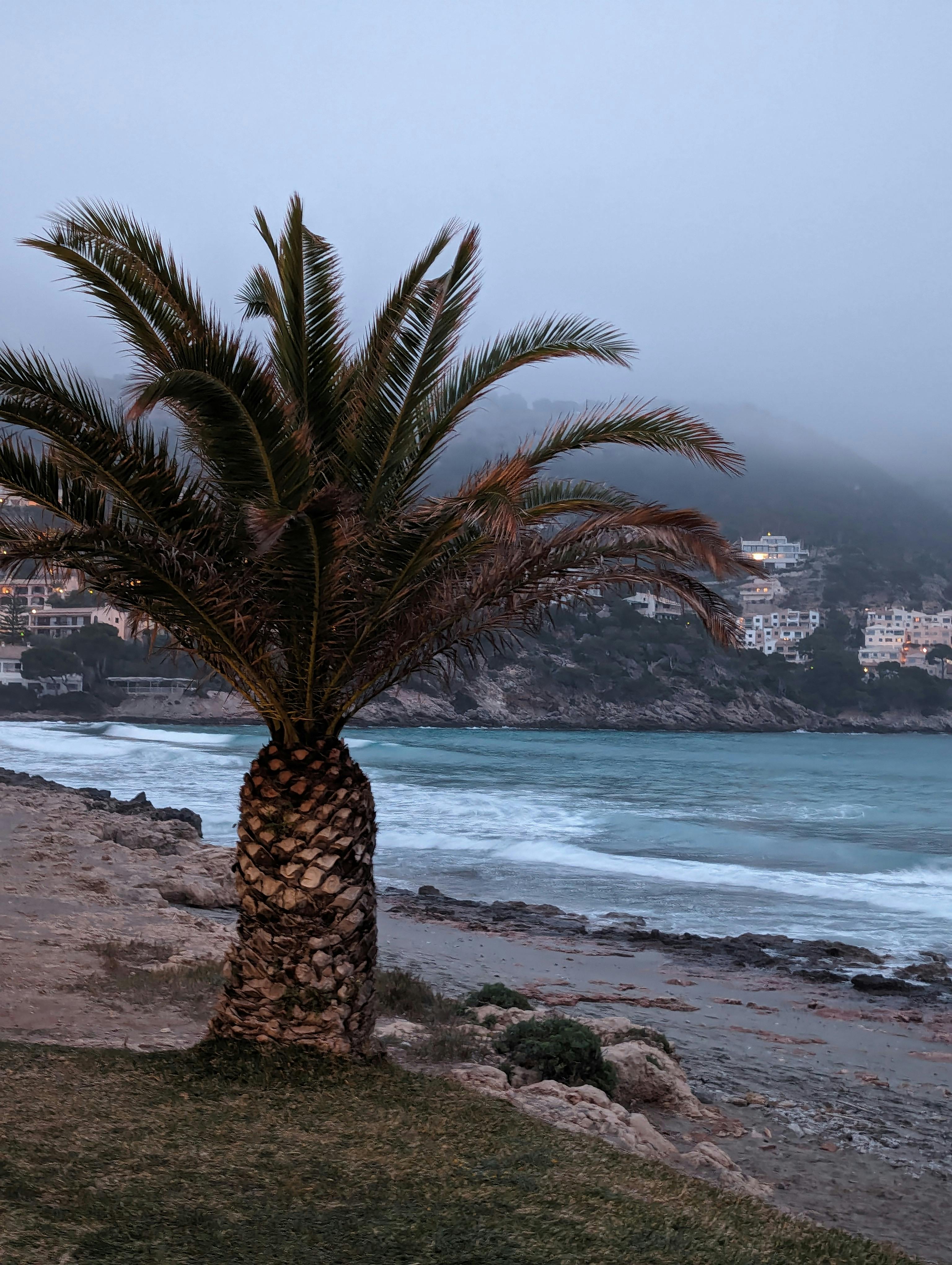 A peaceful palm tree by the sea during twilight, with coastal hills in the background.