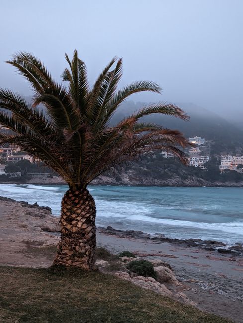 A peaceful palm tree by the sea during twilight, with coastal hills in the background.