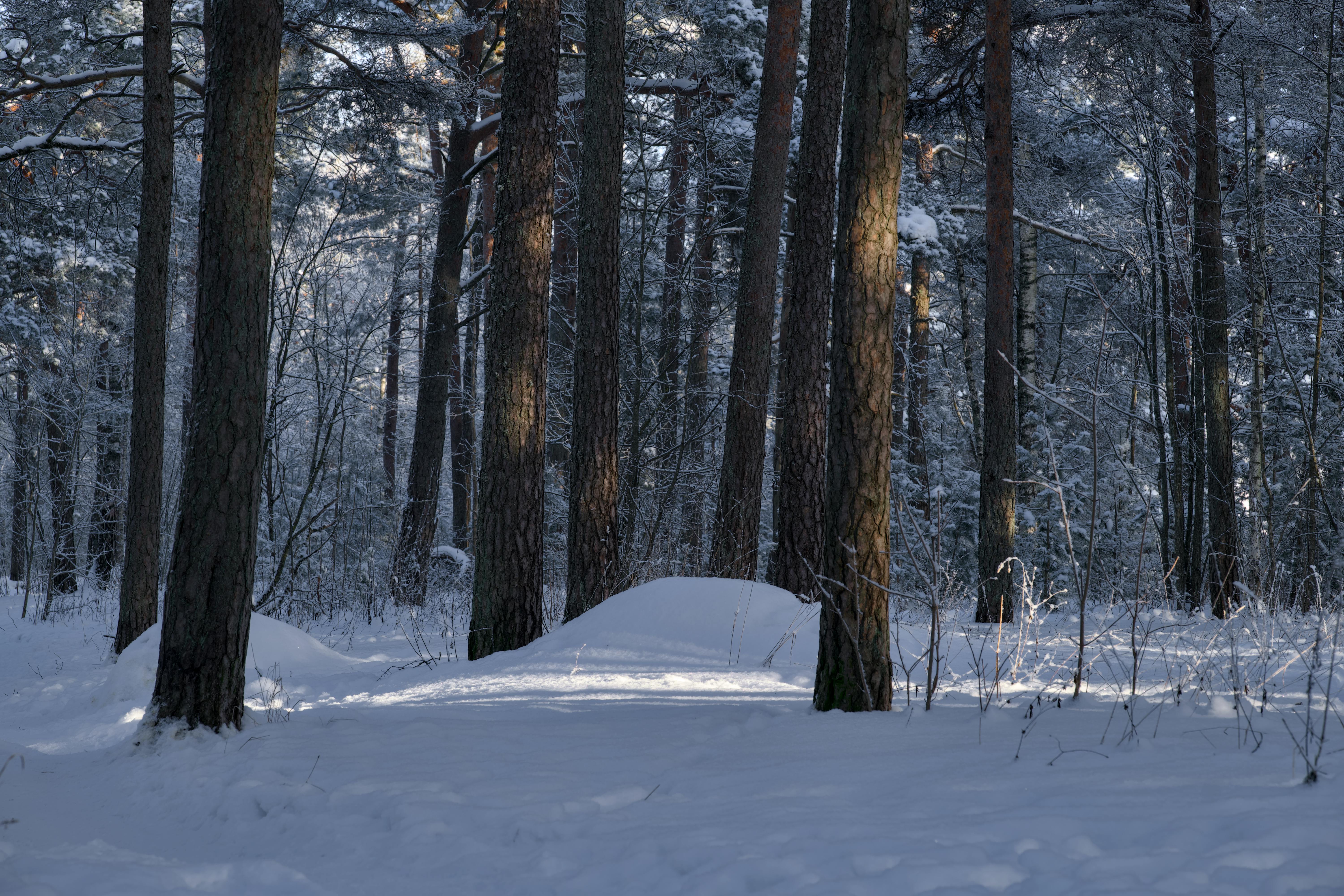 Forêt du Vercors