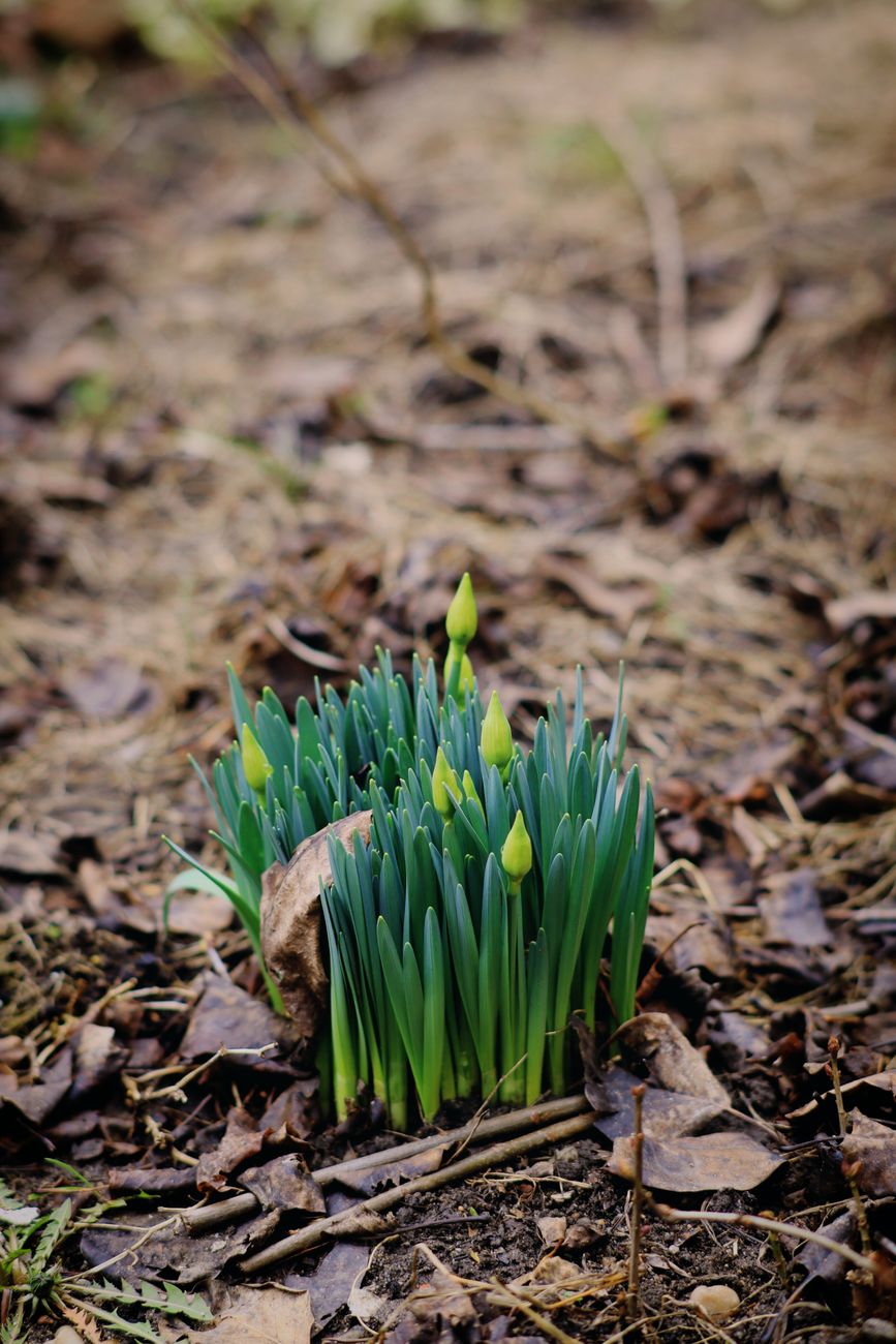 Early Spring ID: How to Tell Desirable Perennial Sprouts from Aggressive Weeds (Before It's Too Late!)