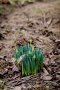 Spring Daffodil Buds Emerging from Ground