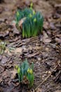Spring Daffodil Buds Emerging in Garden Soil