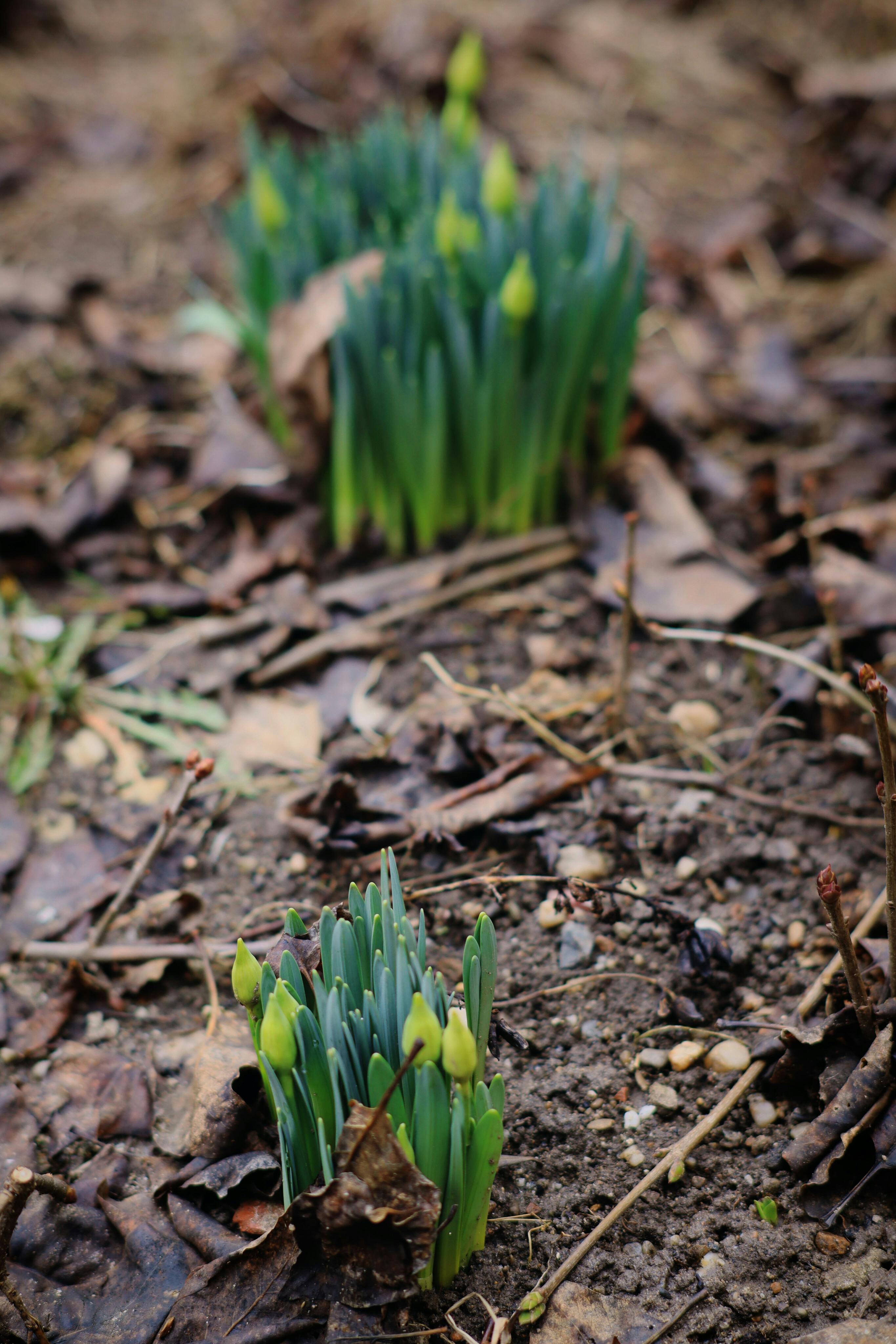 Spring Daffodil Buds Emerging in Garden Soil