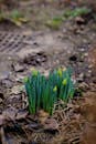 Early Spring Daffodil Buds Emerging in Arad