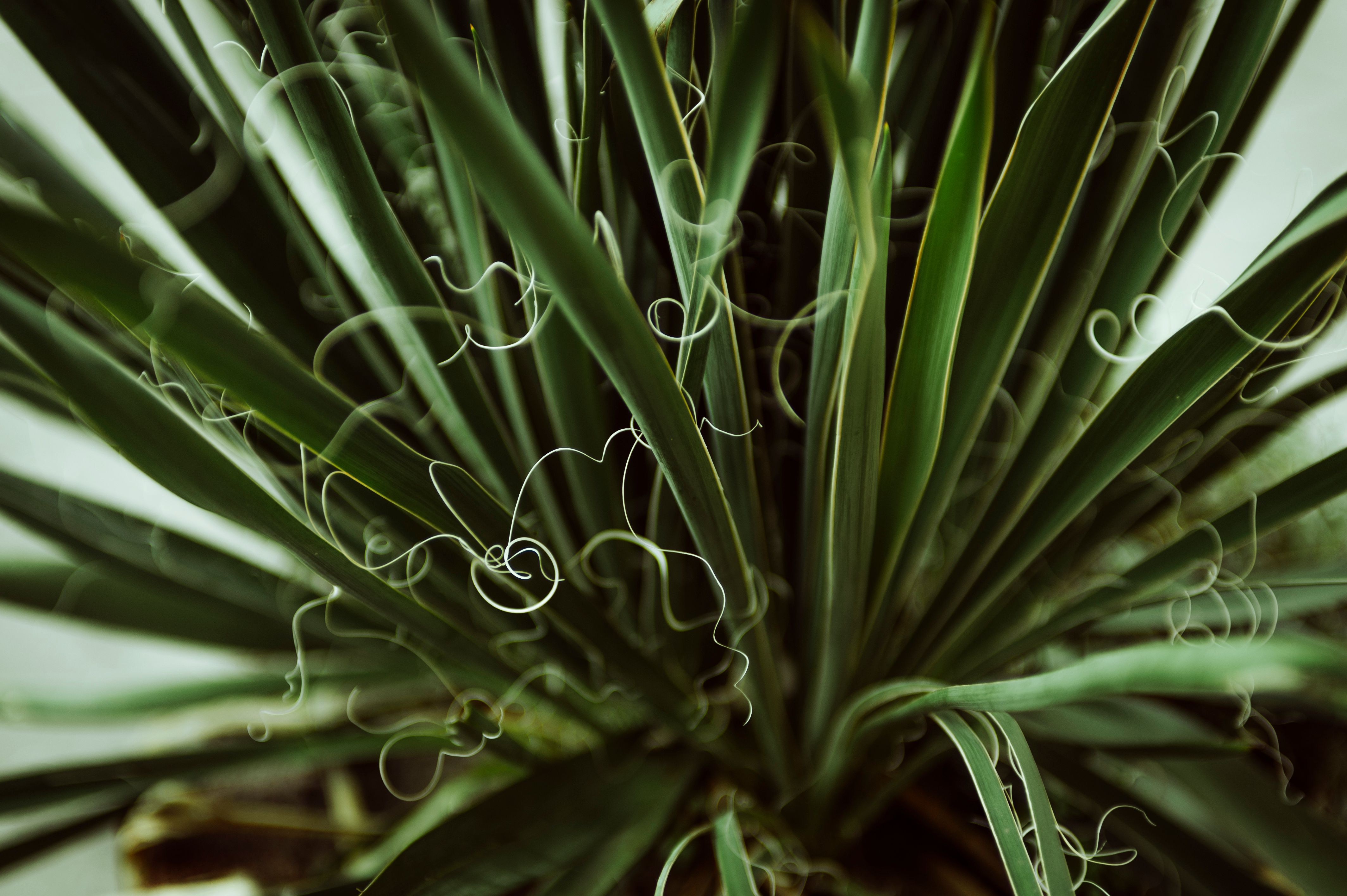 Close-Up of Green Yucca Plant Leaves and Fibers · Free Stock Photo
