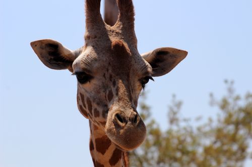 Free A detailed close-up portrait of a giraffe with a clear blue sky background. Stock Photo