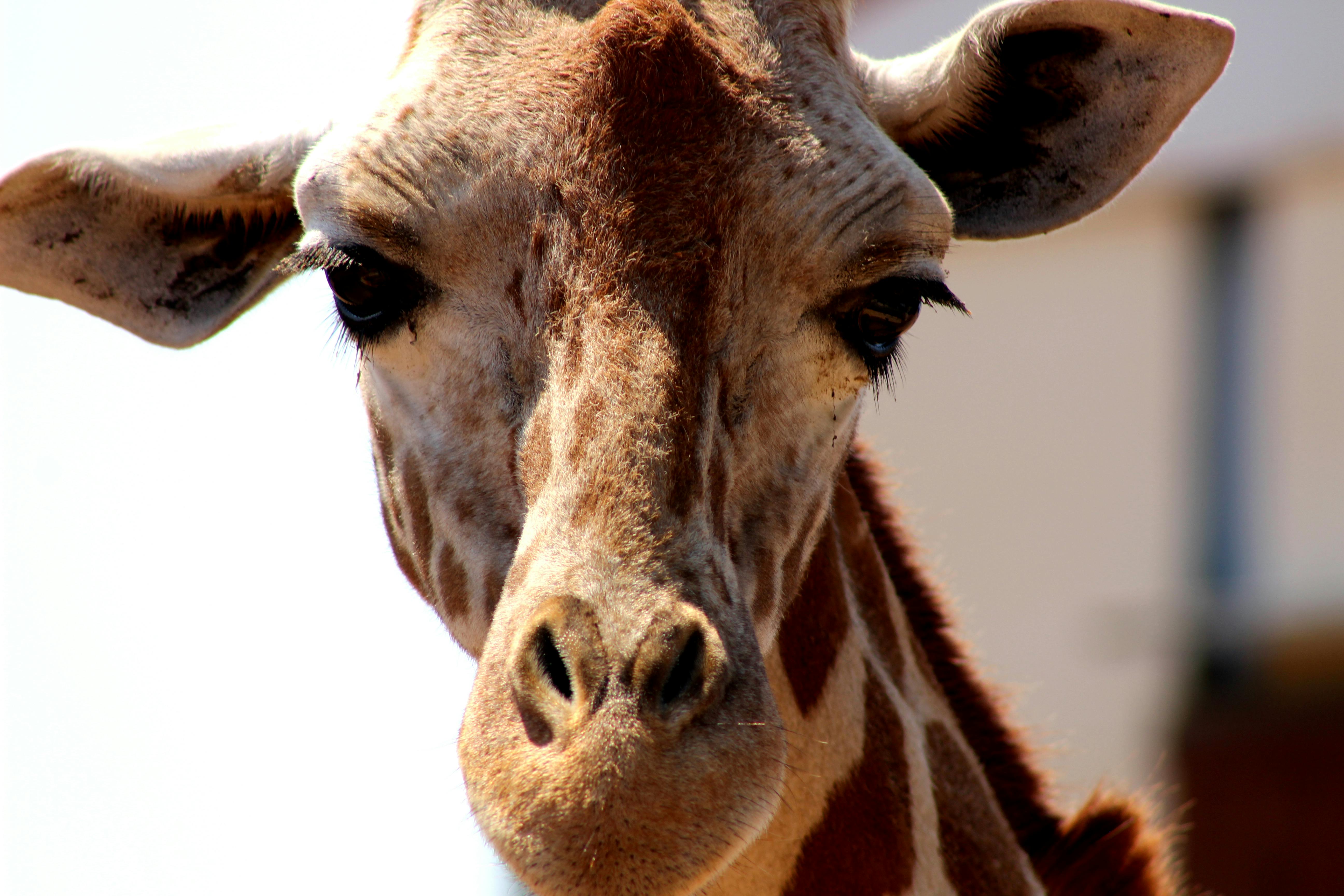Gratis Fotos de stock gratuitas de África, al aire libre, animal exotico Foto de stock
