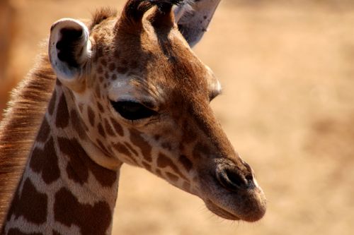 Free A close-up view of a baby giraffe's head with a blurred natural background, showcasing its patterns. Stock Photo