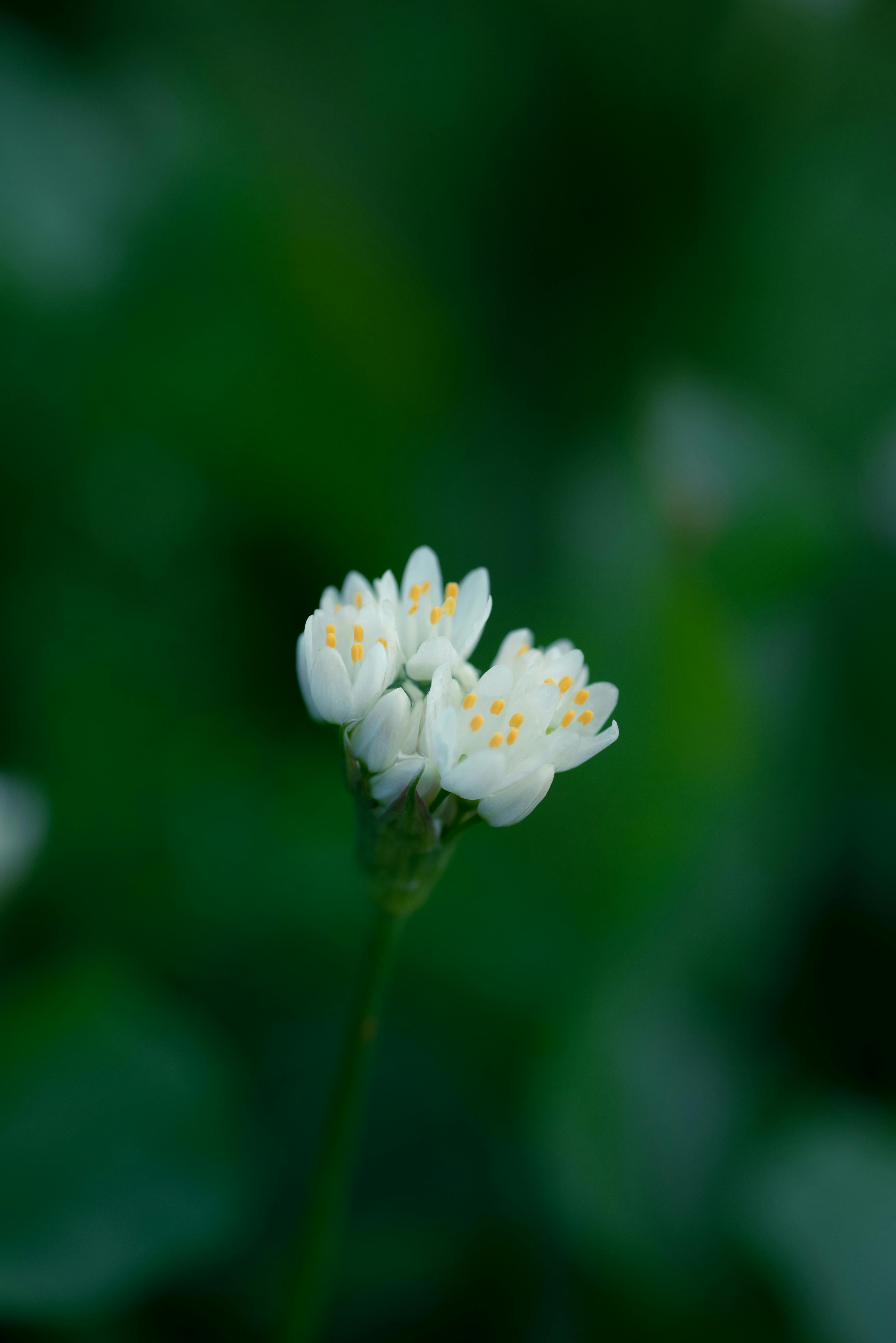 Delicate white flowers blooming in vibrant green surroundings in Morocco.
