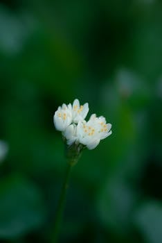 Delicate white flowers blooming in vibrant green surroundings in Morocco.